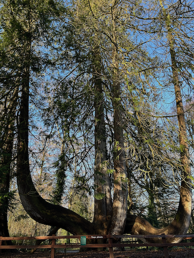 Tall trees reaching skyward